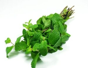 Egyptian Peppermint Wholesale