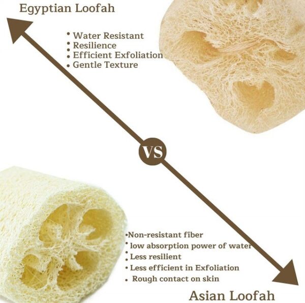 Loofah Sponge Wholesale Supplier Egyptian Loofah Vs Asian Loofah