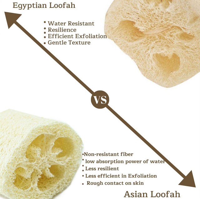 Loofah Sponge Wholesale Supplier