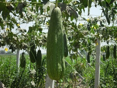 Loofah Plant 