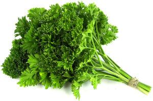 Egyptian Parsley Wholesale Supplier